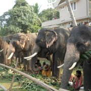 Праздник слонов в Тривандруме