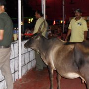 Корова в очереди в ресторан
