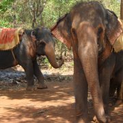 Слоны в джунглях ГОА