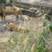 Зоопарк Тривандрума. Семья львов
