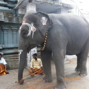 Как водится- Священный слон завсегдатай Святых храмов