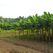 Окрестности Тривандрума. Плантация банановых пальм